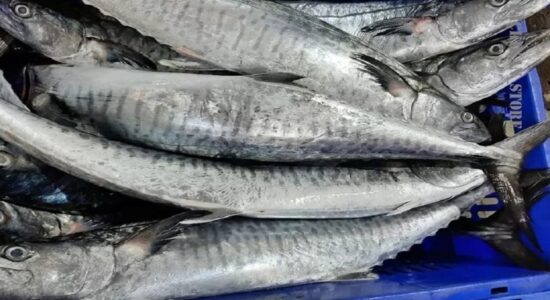 Kingfish 1 Kingfish 1