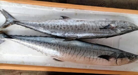 Kingfish 3 Kingfish 3