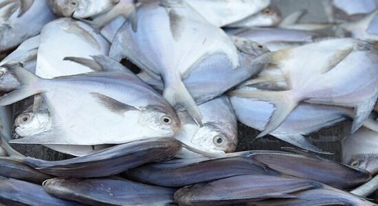 Pampus_argenteus_Saigon_market