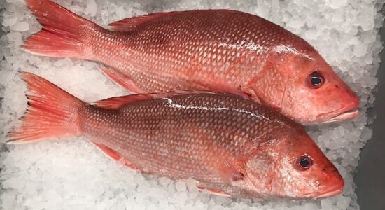 Red-Snapper