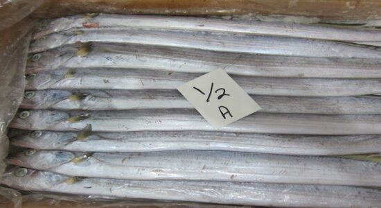 Ribbon Fish 1 Ribbon Fish 1