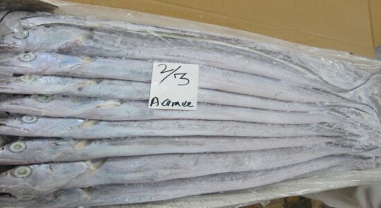 Ribbon Fish 2 Ribbon Fish 2