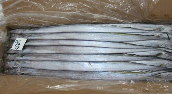 Ribbon Fish 3 Ribbon Fish 3