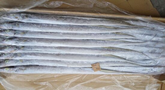 Ribbon Fish 4 Ribbon Fish 4