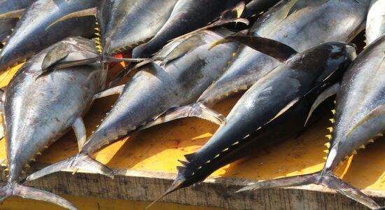 Yellowfin Tuna Whole Round 1 Yellowfin Tuna Whole Round 1