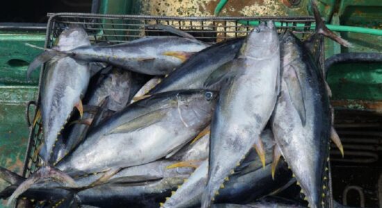 Yellowfin Tuna Whole Round 2 Yellowfin Tuna Whole Round 2