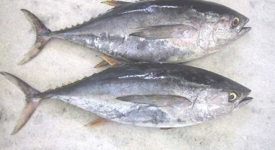 Yellowfin Tuna Whole Round 3 Yellowfin Tuna Whole Round 3