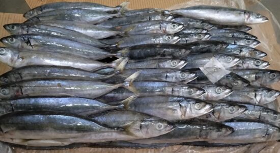 e1cfd588-8301-45a1-9d9c-759cf913d163 e1cfd588-8301-45a1-9d9c-759cf913d163