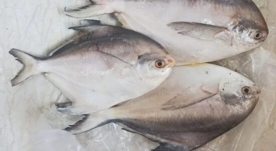 pomfret-silver-whole-1000x1000